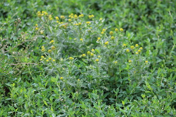 Plant with green leaves and yellow flowers