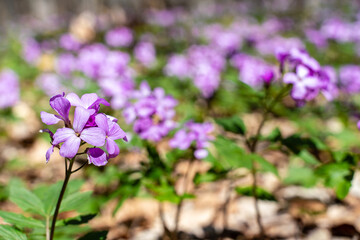 First spring forest flowers, Cardamine Dentaria bulbifera, selective focus. Purple and lilac forest flowers. Beautiful spring floral background