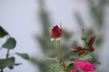 An unblossomed rose on a smeared background