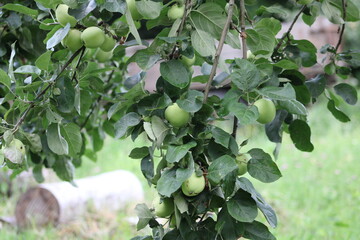 Green pears on a branch with leaves on a summer day