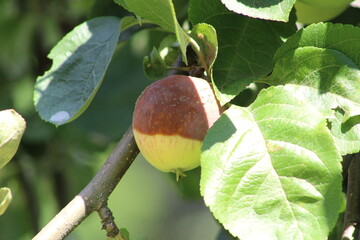 Obraz premium Rotten apple with a mold on an apple tree with foliage