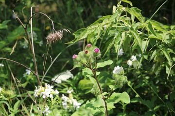 beautiful burdock flowering close up