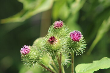 Distel im Wald nach dem Regen