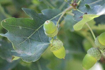 Oak branch with green acorns on a blurred background.
