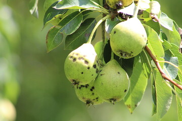 Ripe pears with water drops on a pear tree among foliage in an orchard closeup. Ripe pears with rain drops hanging on the tree ready for harvest