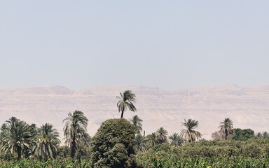 Przyroda nad rzeka Nil - obrazy, fototapety, plakaty