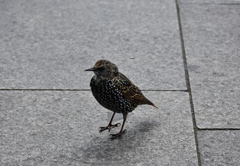 Common starling (Sturnus vulgaris) on the street in the city, 