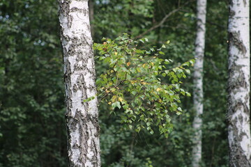 Fototapeta premium A young branch on an adult birch on a summer day