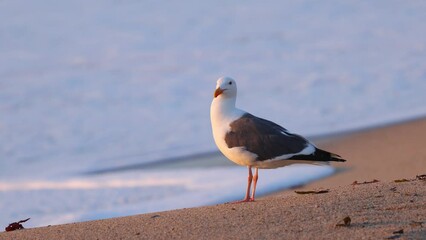 Close-up shot of a seagull on a sandy beach at sunset near Monterey California. - Powered by Adobe