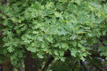 Green oak leaves close-up with sunlight.
