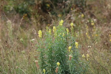 Yellow flowers and moss on a stone base.
