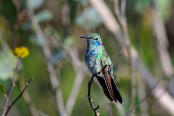 blue tailed bee eater