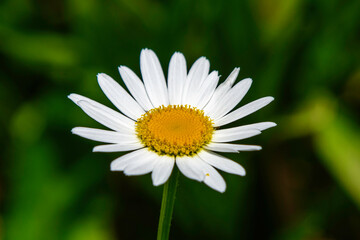 Obraz premium daisy flower