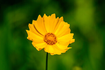 Fototapeta premium yellow flower