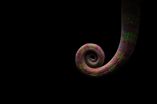 Coiled tail of colorful chameleon