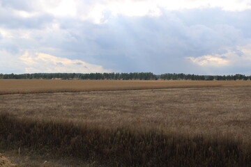 Flat landscape and trees in the background