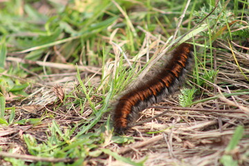 The caterpillar in green grass close up
