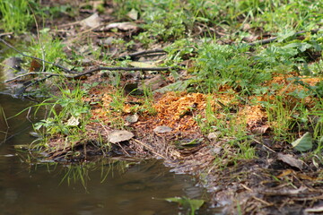 Sawdust on the bank near the pond