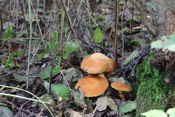 A forest ined mushroom growing on a stump

