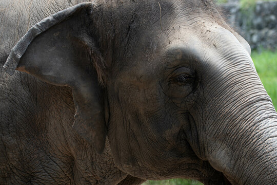Close up an Elephant portrait