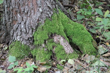 The tree grows green moss