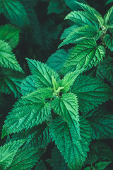Common nettle bush outdoors. Urtica dioica. Stinging nettles plant. Herbal medicine concept. Green foliage background. Dark leaves pattern at night. Botanical greenery close-up. Medicinal herbs.