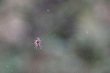 A spider with its intricate web. Spiders are useful animals in our gardens.

