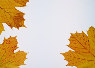 Naklejka na ściany i meble Frame of autumn leaves on white background, multicoloured leaves. High quality photo. Copy Space