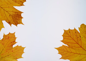 Frame of autumn leaves on white background, multicoloured leaves. High quality photo. Copy Space