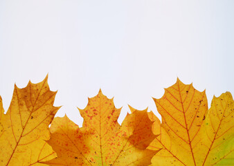 Frame of autumn leaves on white background, multicoloured leaves. High quality photo. Copy Space