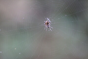 Spider sits on a web on a blurry background
