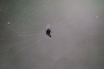 White black spider on the web
