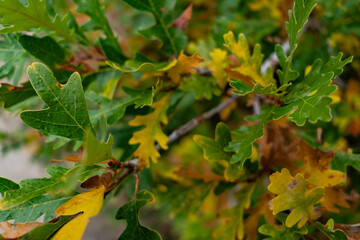 maple leaves in autumn