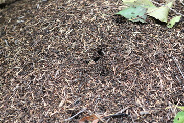 A colony of red wood ants in the forest in Ukraine, close-up