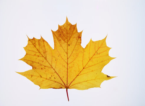 Single Golden Autumn Leaf on White Background. Copy Space