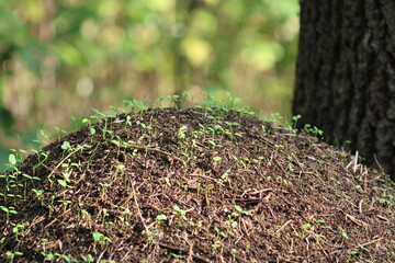 Fototapeta premium Anthill overgrown with sprouts of young plants 