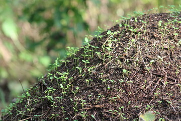 Anthill overgrown with sprouts of young plants side view