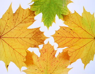 Frame of autumn leaves on white background, multicoloured leaves. High quality photo. Copy Space