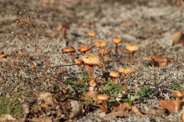 Selective focus shot of the mushroom and mycelium growing on the lawn