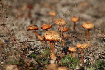 Beautiful edible mushrooms growing in the forest in autumn