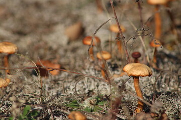 Autumn mushrooms in forest. The search for mushrooms in the wood.