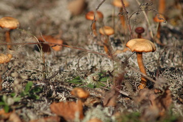 Inedible fungus grows in the woods autum
