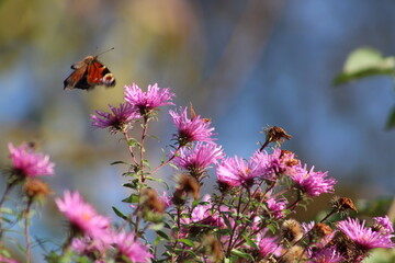 Orange butterfly flies in the garden