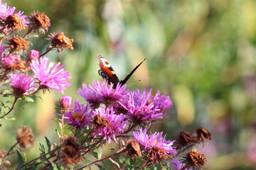 Brown butterfly on aster flowers Ukraine