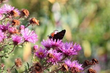 A monarch butterfly on purple aster flowers
