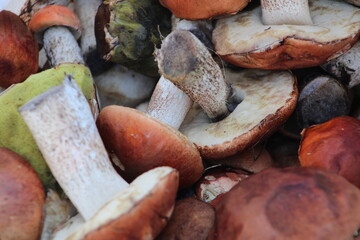 Bunch of cut mushrooms of boletus and boletus with red hat lies on the ground on autum day in the...