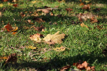 Autumn yellow and red maple leaves on green grass

