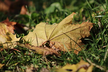 Fallen leaves from trees autumn leaves on green grass
