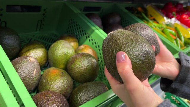 Female Customer Hand Choosing between two Avocados in Supermarket. Girl selecting avocado at grocery store. Close-up of woman hands choosing fresh avocado at vegetable supermarket.Healthy food concept
