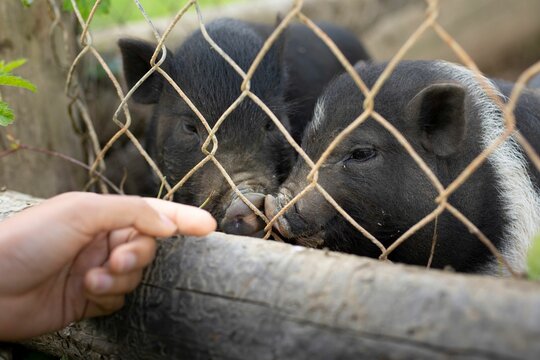 Funny black mini pigs behind the fence in the farm